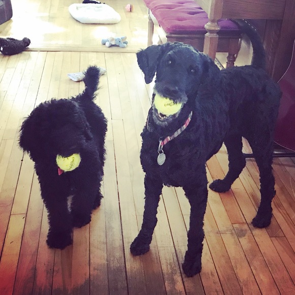 Meet your Posher, Melissa - Picture 2 of 4